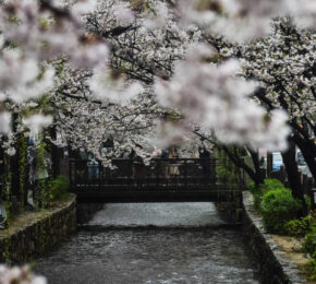 kyoto-cherry-blossom