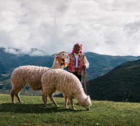 man in traditional andean clothing with llamas in peru