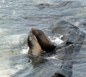 Two playful sea lions frolicking in the water.