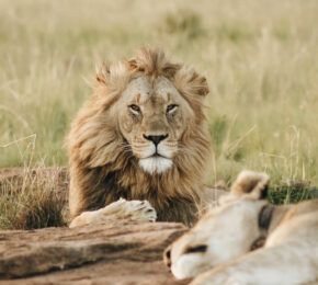 Lions in South Africa