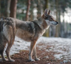 Wolfdog Sanctuary