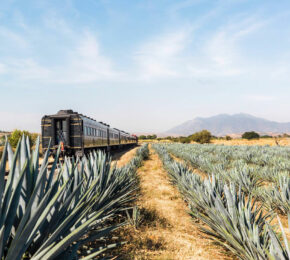 tequila-train-mexico