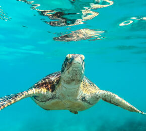 turtle-sanctuary-sri-lanka