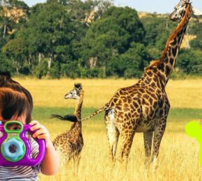 A little girl is capturing a social moment while traveling, by taking a picture of giraffes.