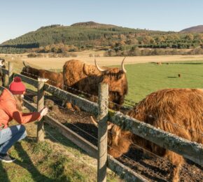 Highland cows in Rothiemurchus in Scotland