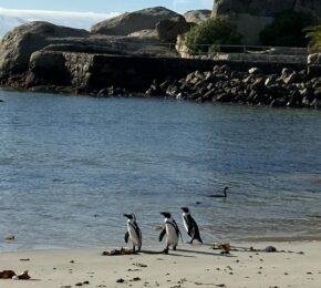 African penguins on Boulders Beach in South Africa