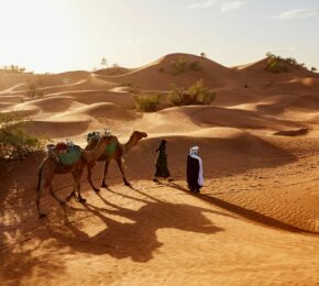 woman walking camels in desert in morocco