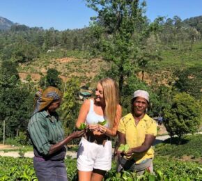 women farming tea leaves in Sri Lanka