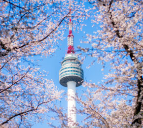 N Seoul Tower with cherry blossom or sakura flower with blue sky at Namsan Mountain in Seoul City, South Korea.