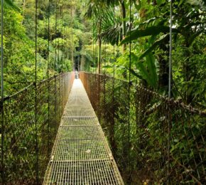hanging bridges of Costa Rican rainforest