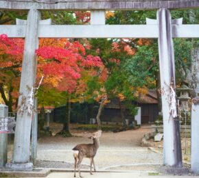 Deer in Nara, Japan