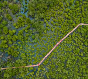 marshy walkway in Thailand