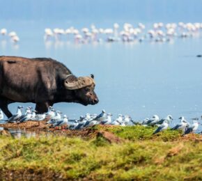 buffalo in Kenya, safari