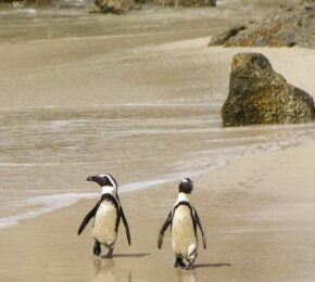 penguins in South Africa