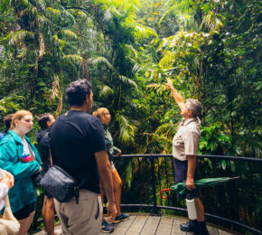 daintree rainforest, Australia