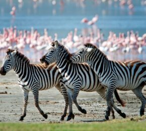 zebras and flamingos in Lake Manyara, Tanzania