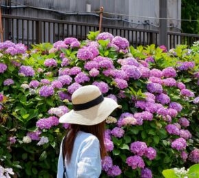 hydrangea season in Japan