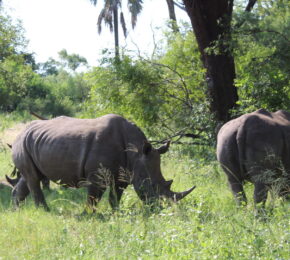 Rhinos in the wild on a safari in Africa