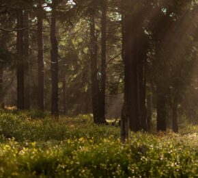 forest with filtering sunlight