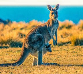 kangaroos found in Australia
