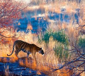 A tiger stalking at dawn in Ranthambore Park, India