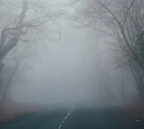 copse of spooky trees over a dark road with mist