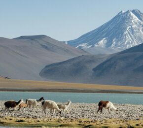 Llamas before a lake in Patagonia with mountains in the back