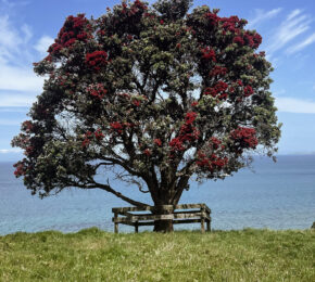 tree overlooking the ocean in Auckland, New Zealand