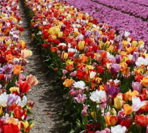 fields of pink and yellow tulips blooming in the spring