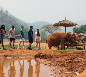 contiki travellers observe elephants in thailand