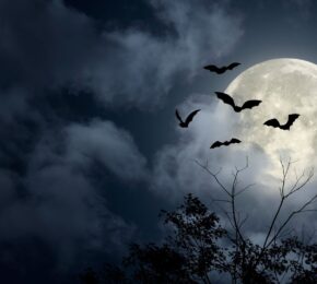 Image of a dark sky with the moon shining bright. Bats are flying and bare tree branches can be seen.