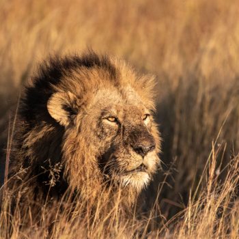 5 reasons why the Okavango Delta, Botswana needs to be on your bucket list