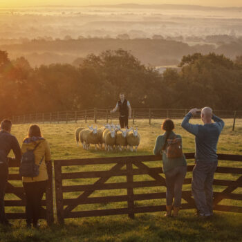You can learn sheepdog herding for real at this idyllic, sustainable farm in Northern Ireland