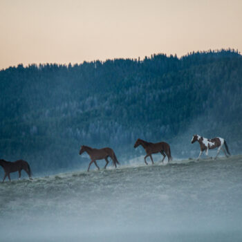 What’s the value of travel for wildlife? Photographer Ami Vitale investigates