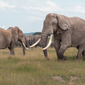 The decline of East Africa’s Great Migration