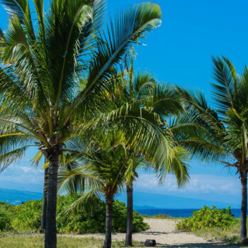 Hawaii has become the first US state to ban sunscreen to protect the reef