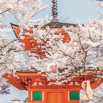 The ultimate guide to the Japanese cherry blossoms