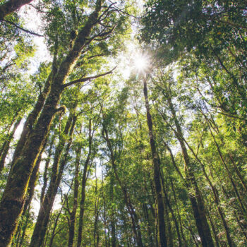 What is Japanese forest bathing and why should you do it?