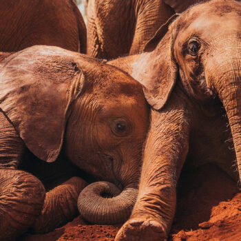 These orphaned baby elephants have been given a second chance and the pictures will melt your heart