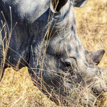 Anti-poaching leader Zayne Barkas on the plight of the African rhino