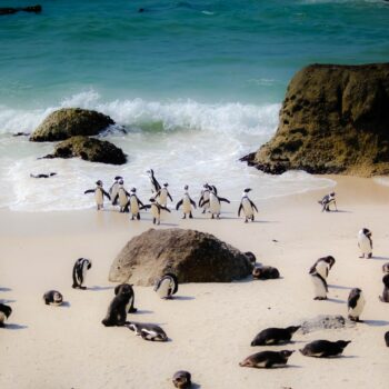 7 of the dreamiest beaches in Cape Town