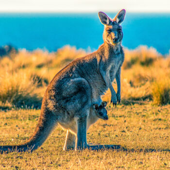 4 Reasons Why You Need To Visit Kangaroo Valley