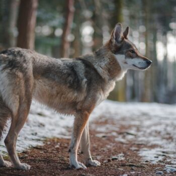 What to expect at the Yamnuska Wolfdog Sanctuary in Alberta