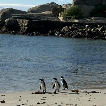 Contiki Culture Hubs: South African culture edition