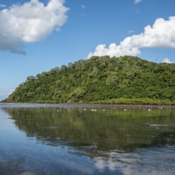 “Nature has a right to exist”: an interview with Rainforest Rescue on the power and importance of The Daintree