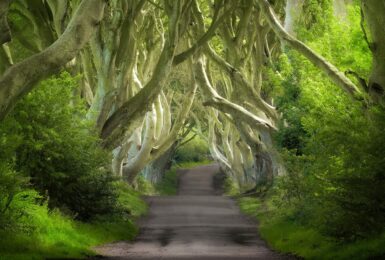 dark hedges, Ireland, Game of Thrones