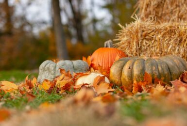 pumpkins and hay in autumnal nature, thanksgiving