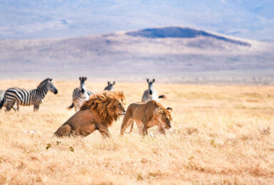 Lions in Tanzania