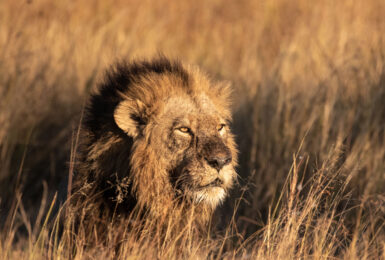 LION-NAMIBIA