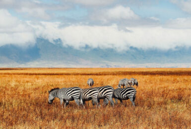 A group of zebras grazing in a field during a safari.